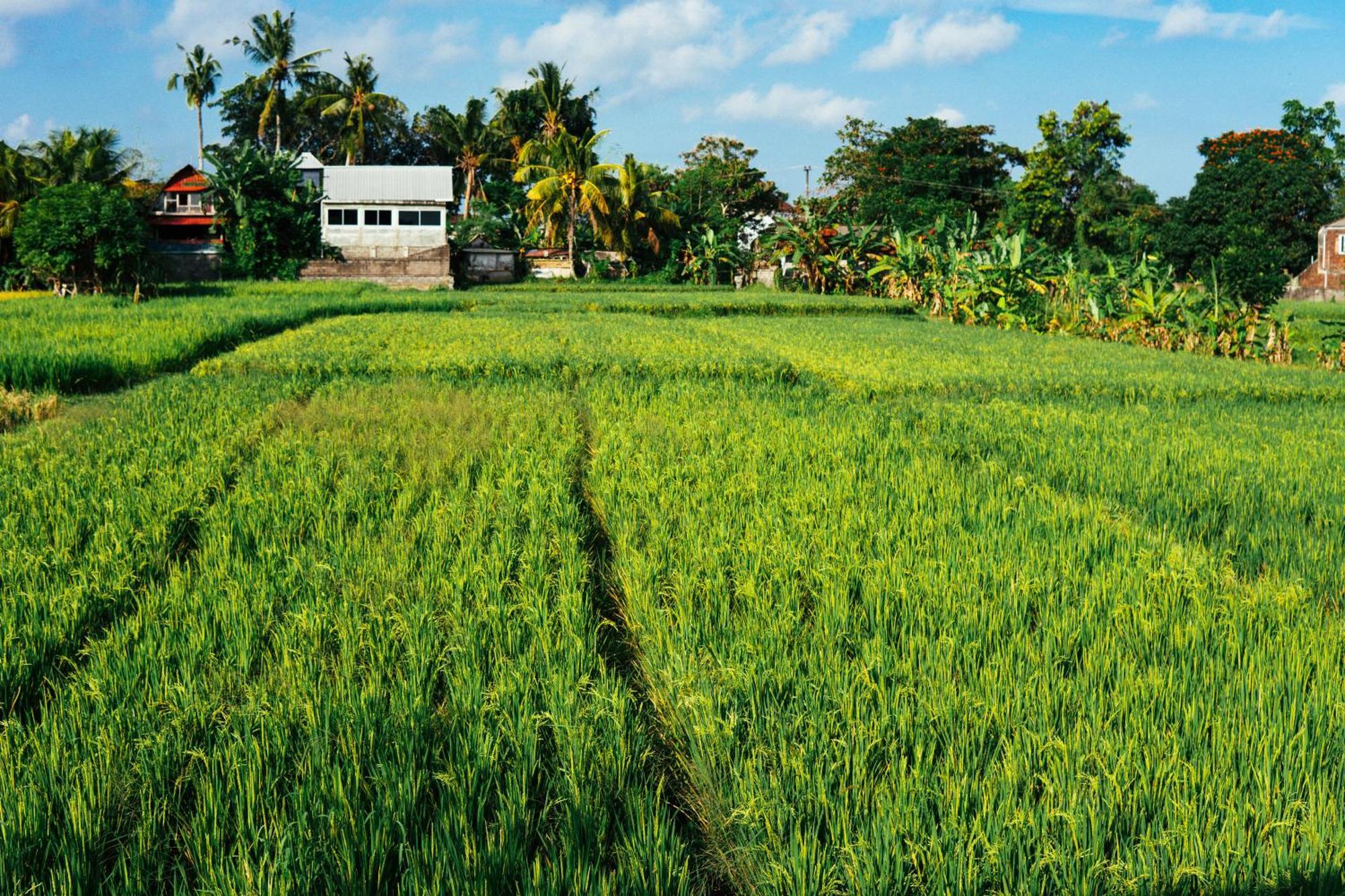 Tut Winten Villa Ubud Dış mekan fotoğraf